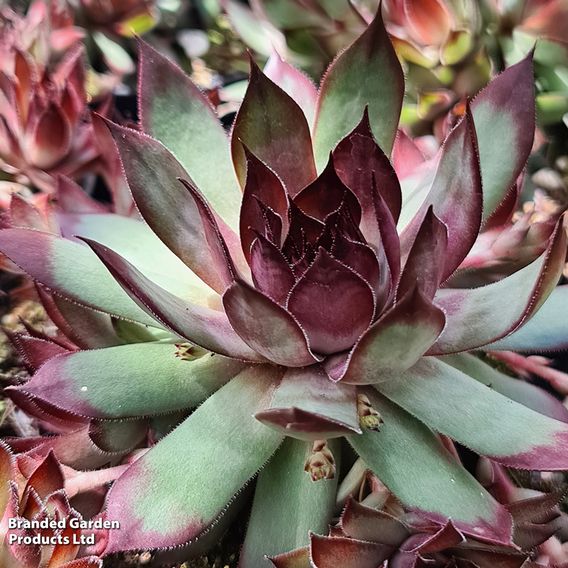 Sempervivum 'Chick Charms Jewel Trio'