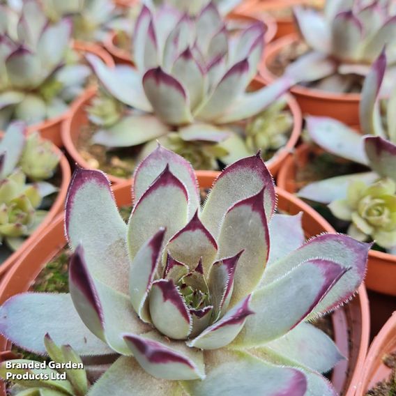 Sempervivum 'Chick Charms Jewel Trio'
