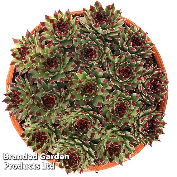 Sempervivum 'Chick Charms Mint Marvel'