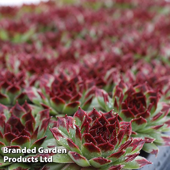 Sempervivum 'Chick Charms Mint Marvel'