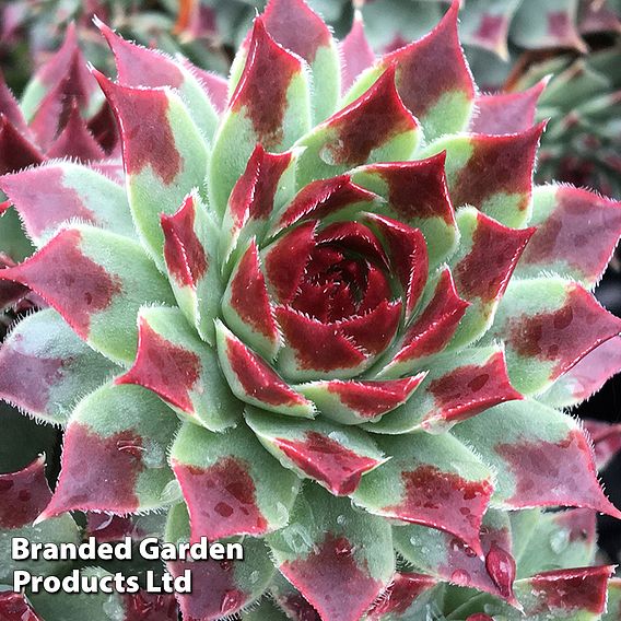 Sempervivum 'Chick Charms Trio'