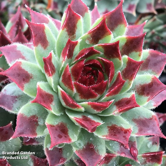 Sempervivum 'Chick Charms Jewel Trio'