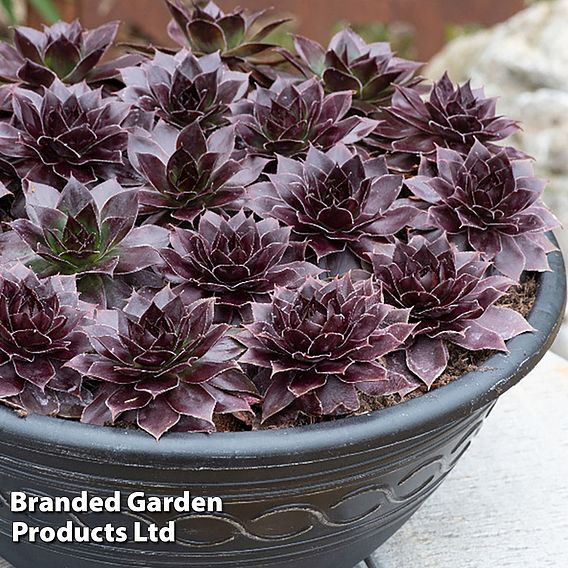 Sempervivum SUPERSEMPS® ‘Onyx’