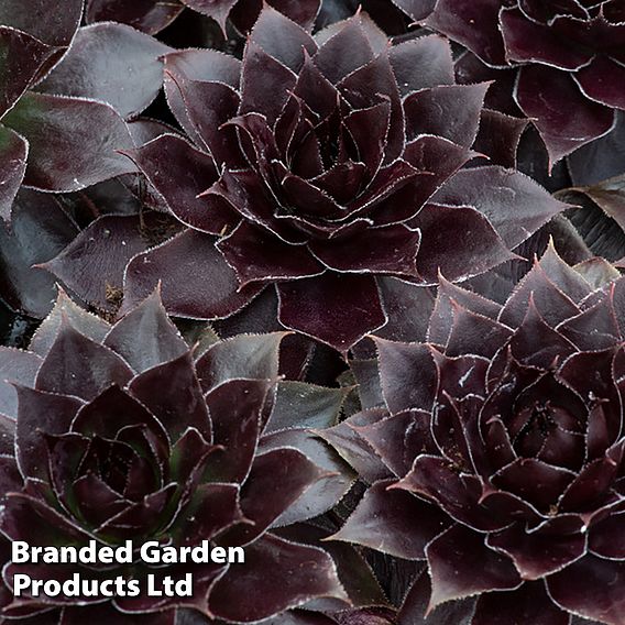 Sempervivum SUPERSEMPS® ‘Onyx’