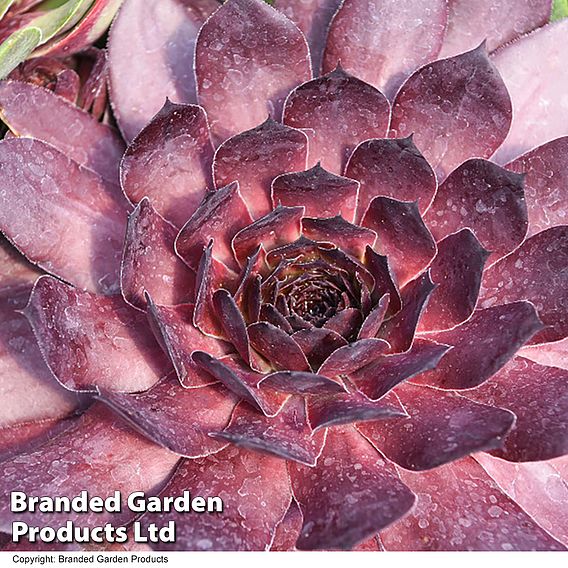 Sempervivum SUPERSEMPS® ‘Onyx’