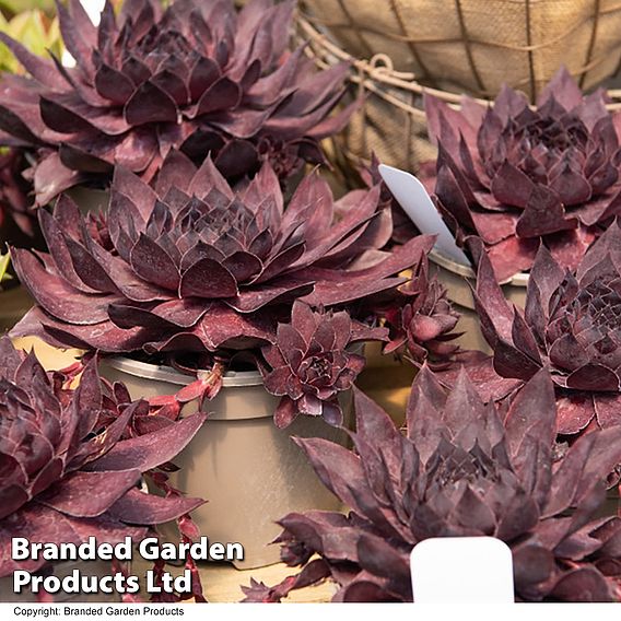 Sempervivum SUPERSEMPS® ‘Onyx’