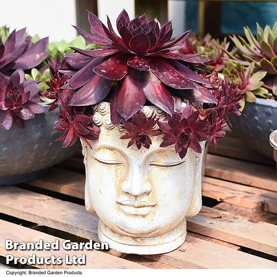 Sempervivum SUPERSEMPS® ‘Onyx’