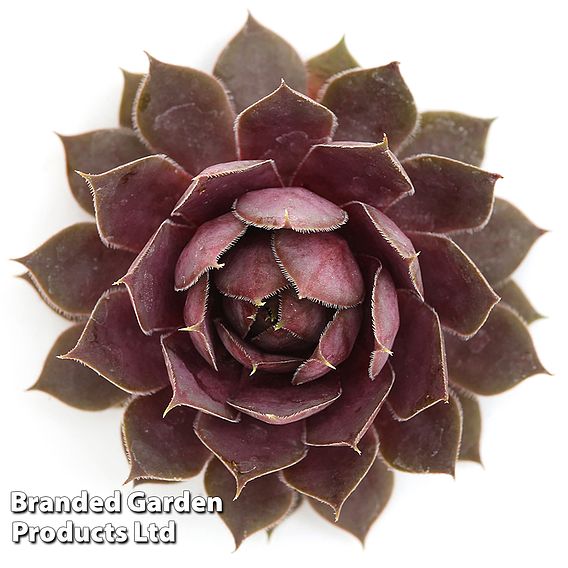 Sempervivum 'Chick Charms Plum Parfait'