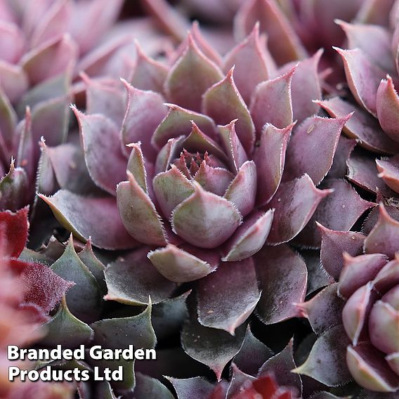 Sempervivum 'Chick Charms Plum Parfait'