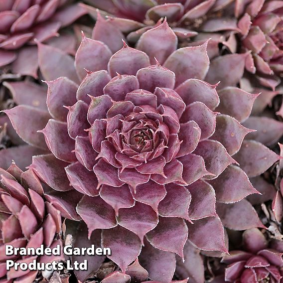 Sempervivum 'Chick Charms Plum Parfait'