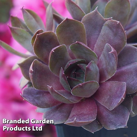 Sempervivum 'Chick Charms Plum Parfait'