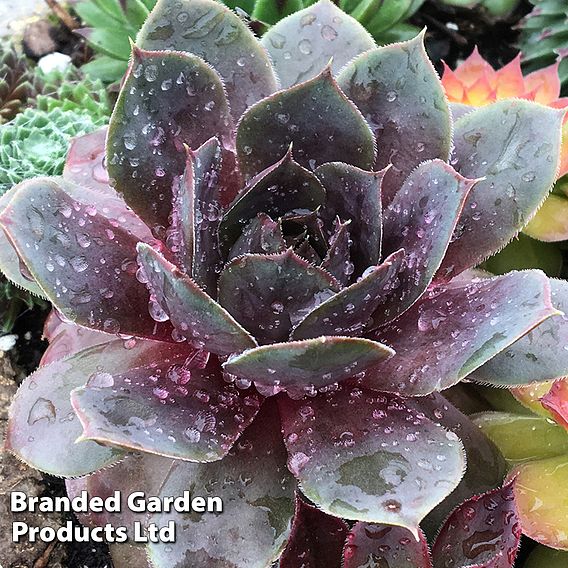 Sempervivum 'Chick Charms Plum Parfait'