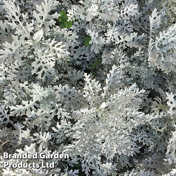 Senecio cineraria 'Silver Dust'