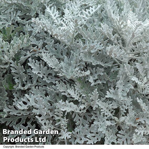 Senecio cineraria 'Silver Dust'