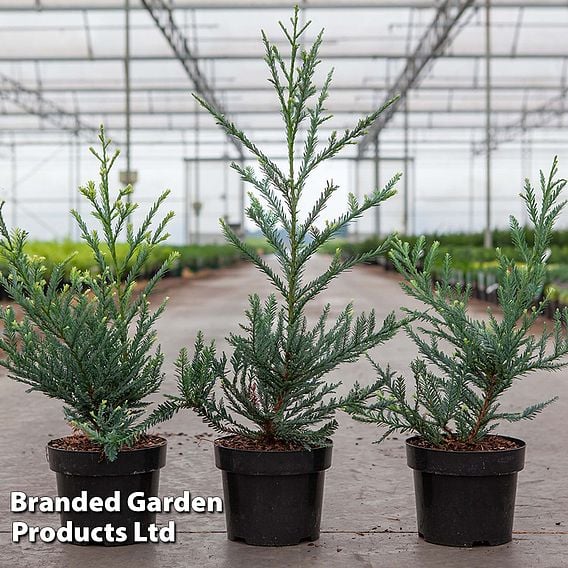 Sequoia sempervirens 'Adpressa'