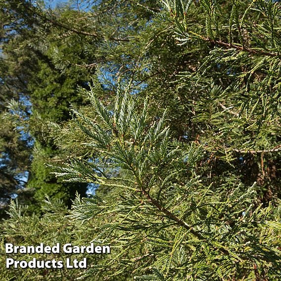 Sequoia sempervirens 'Adpressa'
