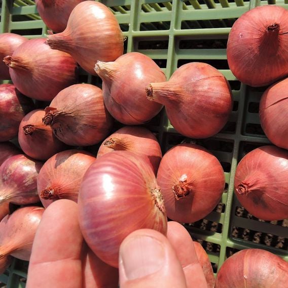 Shallot 'Charlotte' - Seeds