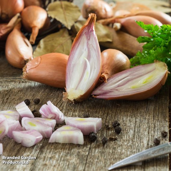 Shallot 'Simiane' - Seeds
