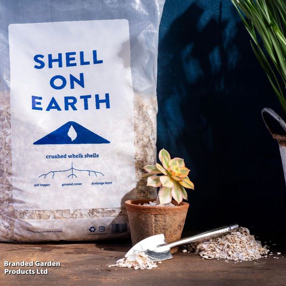 Shell on Earth - Crushed Whelk Shells