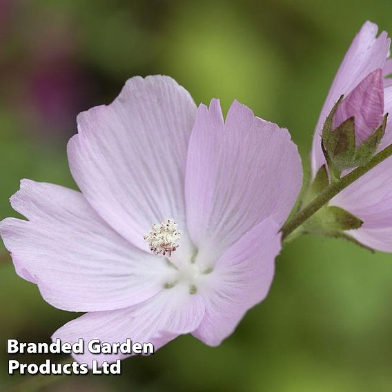 Sidalcea 'Elsie Heugh'
