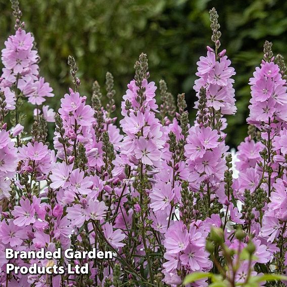 Sidalcea 'Elsie Heugh'