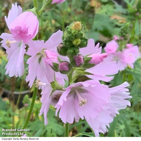 Sidalcea 'Little Princess'