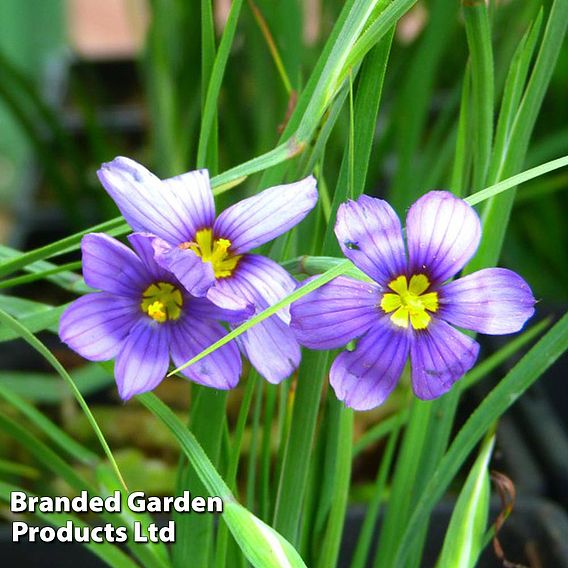Sisyrinchium bellum