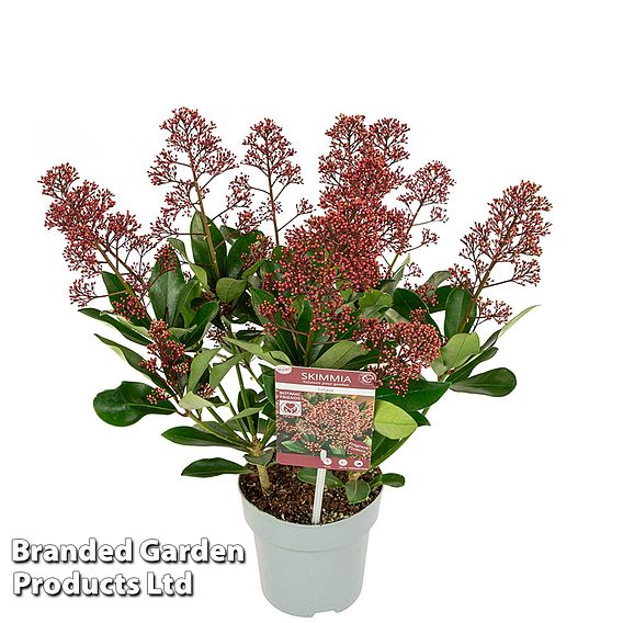 Skimmia jap. 'Extase'