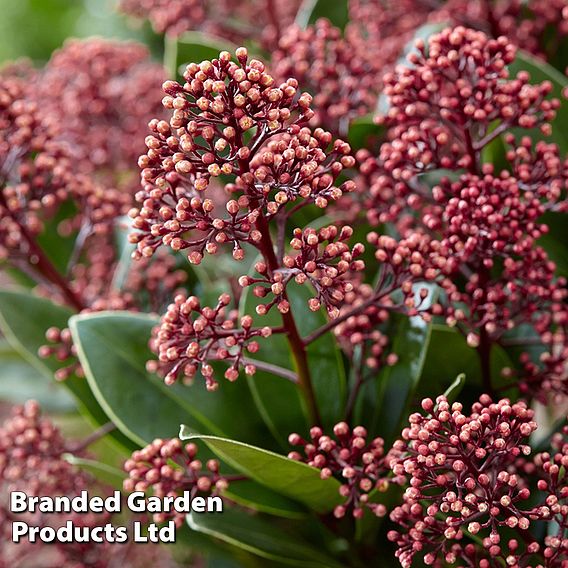 Skimmia jap. 'Extase'