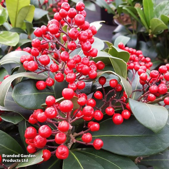 Skimmia japonica 'Lipstick'
