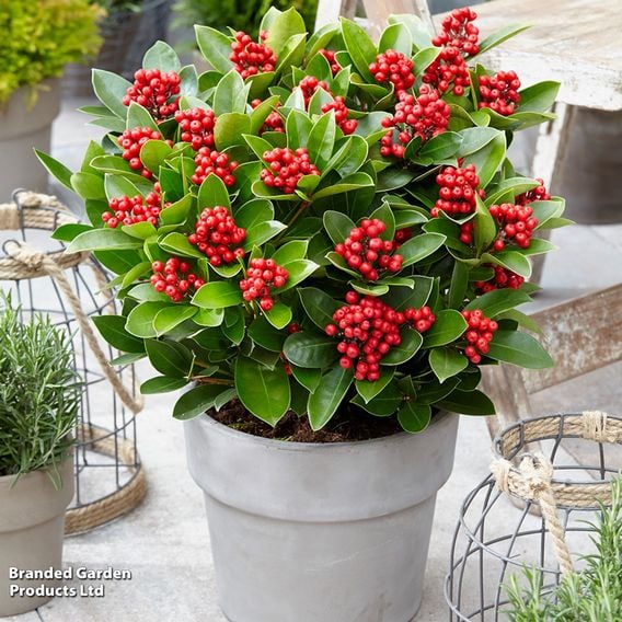Skimmia japonica 'Obsession'