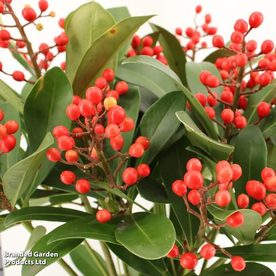 Skimmia japonica 'Passion'