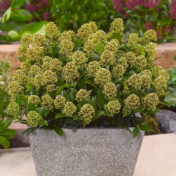 Skimmia japonica 'White Dwarf'