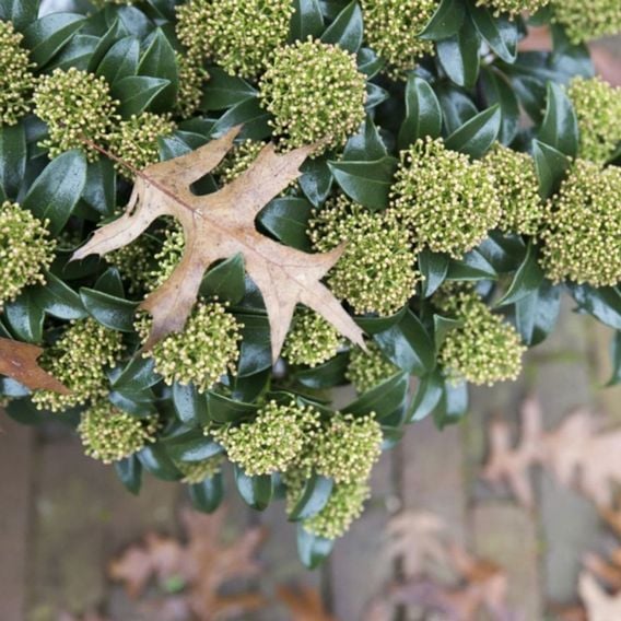 Skimmia japonica 'White Dwarf'