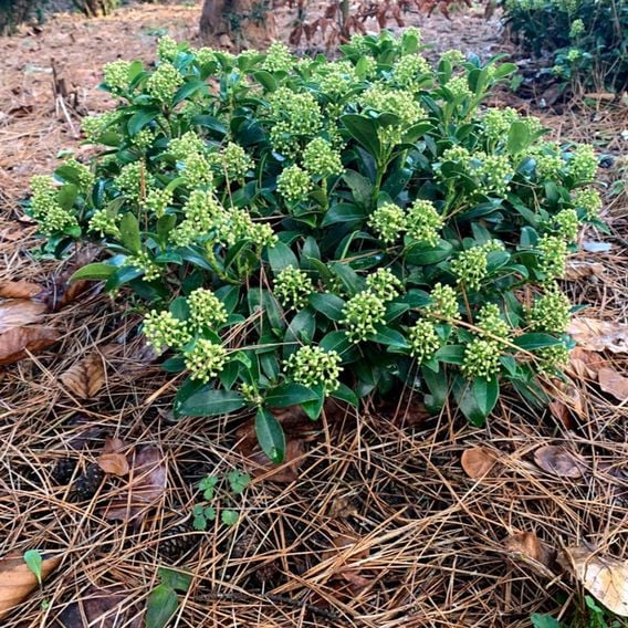 Skimmia japonica 'White Dwarf'