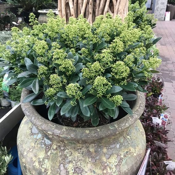 Skimmia japonica 'White Dwarf'