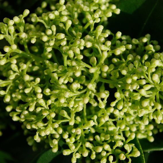Skimmia japonica 'White Dwarf'