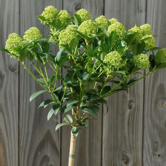 Skimmia japonica 'White Dwarf'