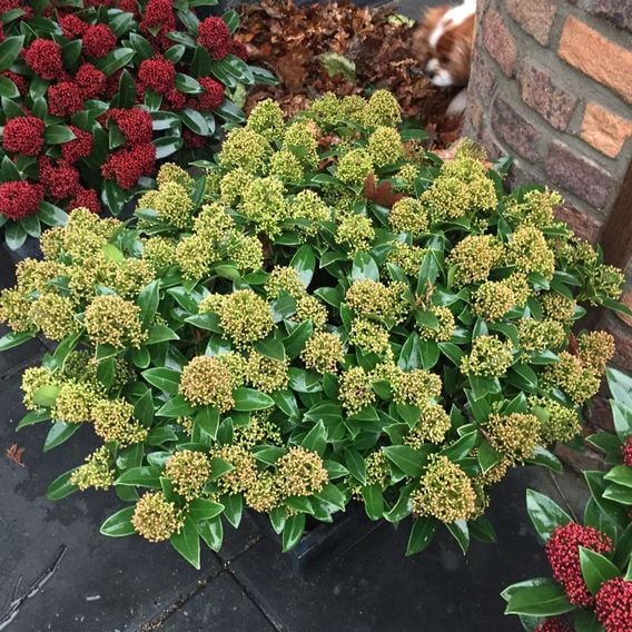 Skimmia japonica 'White Dwarf'
