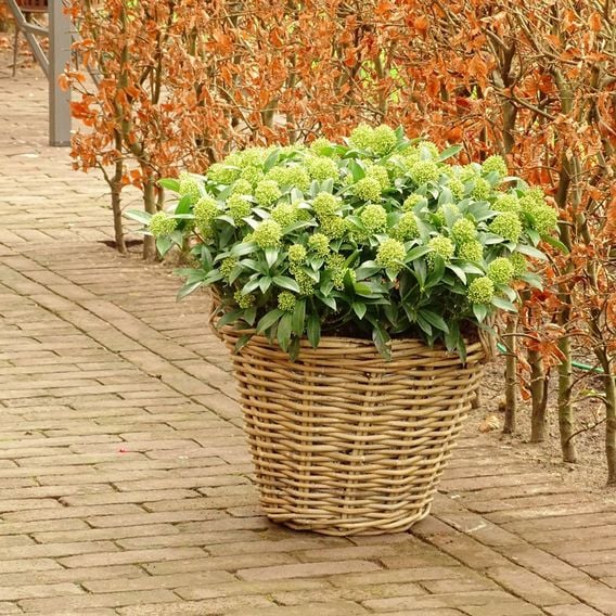 Skimmia japonica 'White Dwarf'