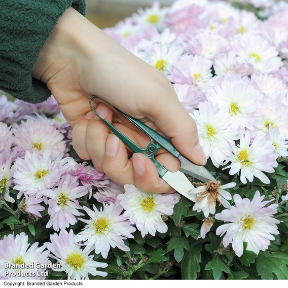 Garden Snips
