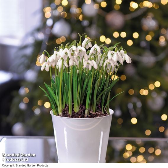 Potted Single Snowdrops