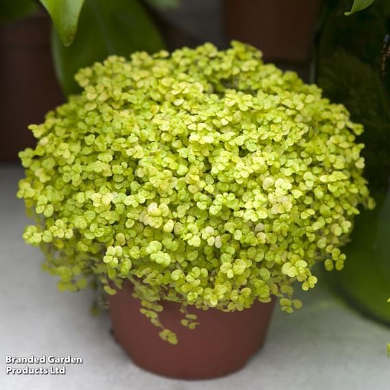 Soleirolia soleirolii 'Aurea'
