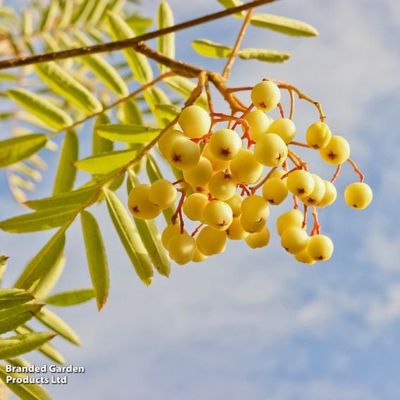 Sorbus 'Joseph Rock' (Mature Tree)