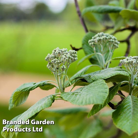 Sorbus aria 'Lutescens'