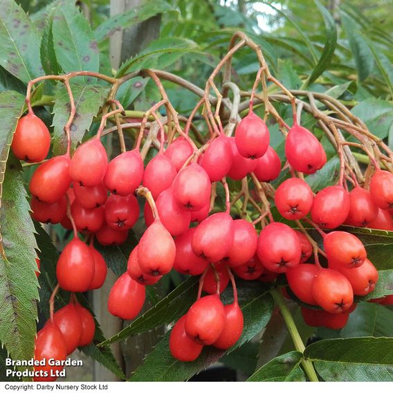 Sorbus ulleungensis 'Olympic Flame'