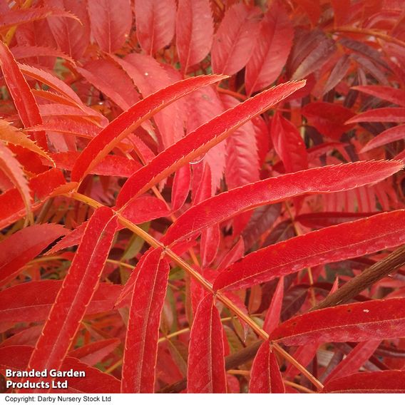 Sorbus ulleungensis 'Olympic Flame'