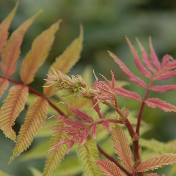 Sorbaria sorbifolia 'Sem'