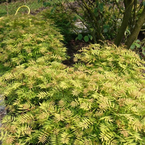 Sorbaria sorbifolia 'Sem'