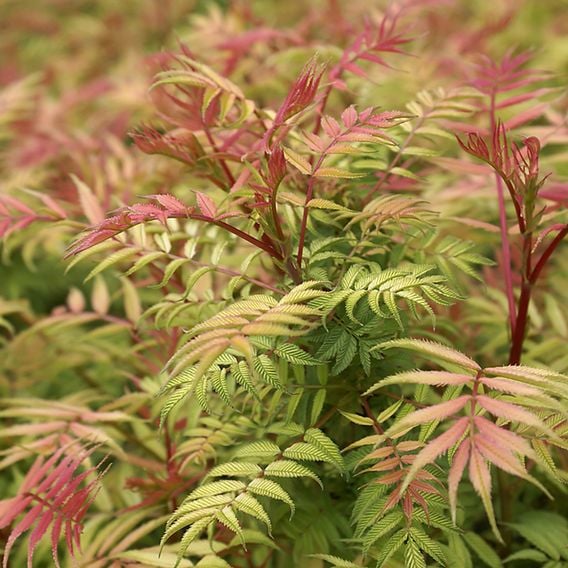 Sorbaria sorbifolia 'Sem'